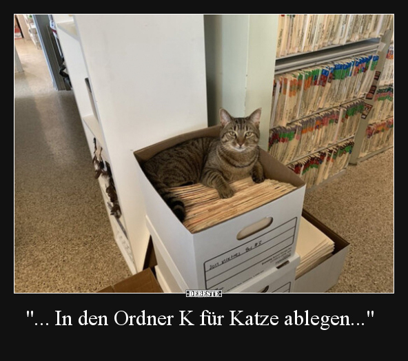 "... In den Ordner K für Katze ablegen..."