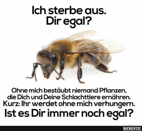 Ich sterbe aus. Dir egal?