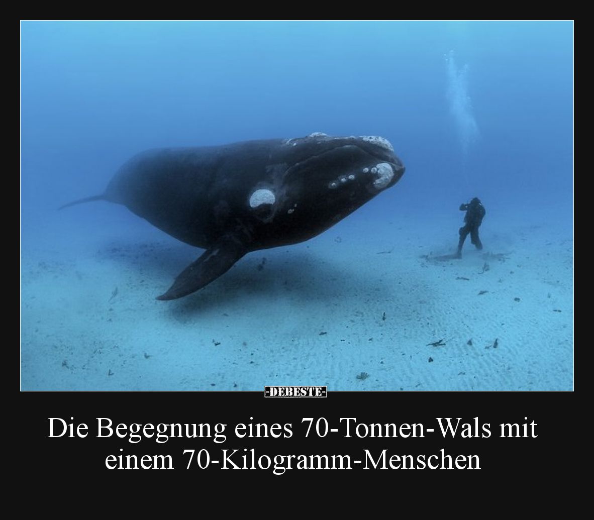 Die Begegnung eines 70-Tonnen-Wals mit einem 70-Kilogramm-Menschen