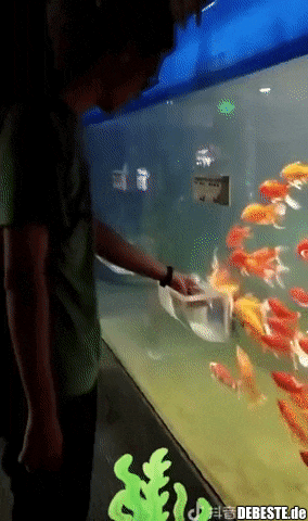 Dieses Aquarium lädt dazu ein, die Fische mit der Hand zu füttern! - Lustige Bilder | DEBESTE.de