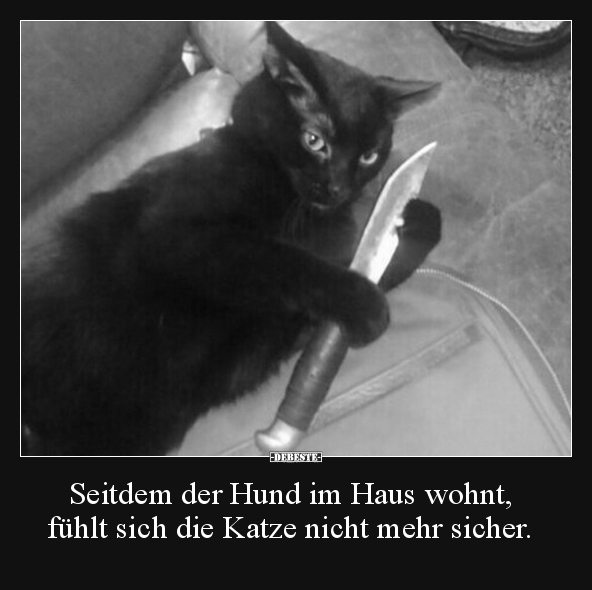 Seitdem der Hund im Haus wohnt, fühlt sich die Katze.. - Lustige Bilder | DEBESTE.de