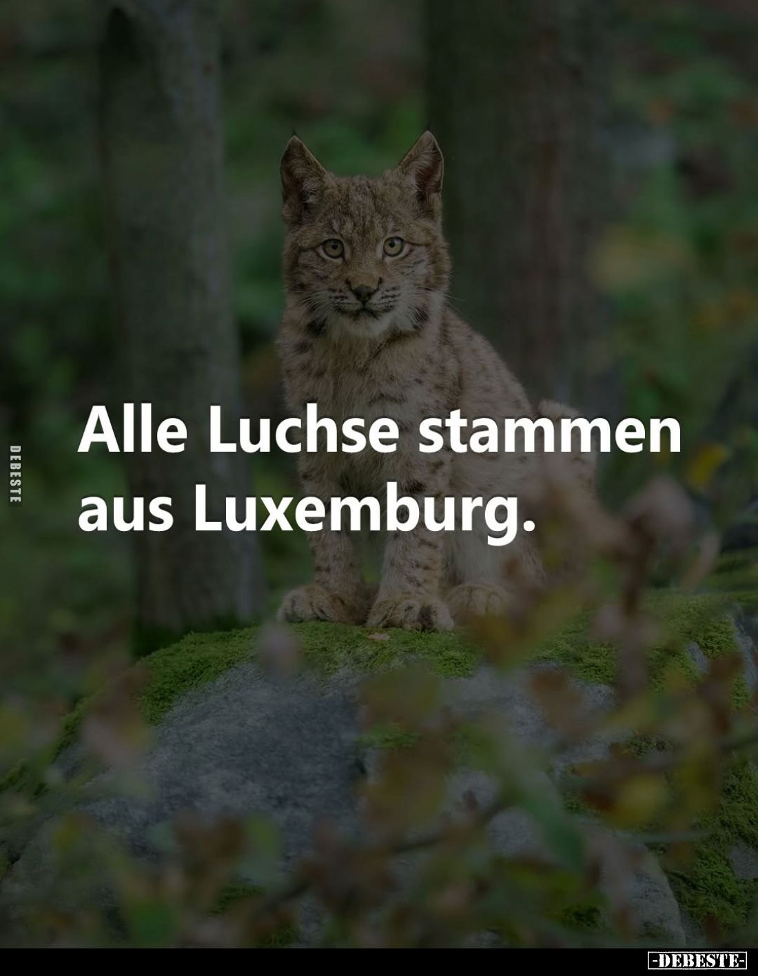 Alle Luchse stammen aus Luxemburg.