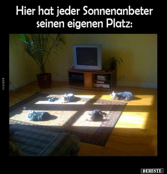 Hier hat jeder Sonnenanbeter seinen eigenen Platz... - Lustige Bilder | DEBESTE.de