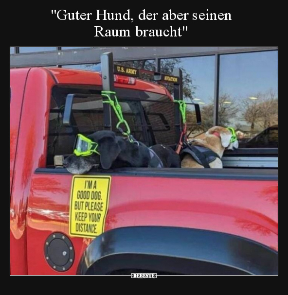 "Guter Hund, der aber seinen Raum braucht".. - Lustige Bilder | DEBESTE.de