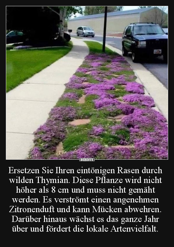 Ersetzen Sie Ihren eintönigen Rasen durch wilden Thymian... - Lustige Bilder | DEBESTE.de