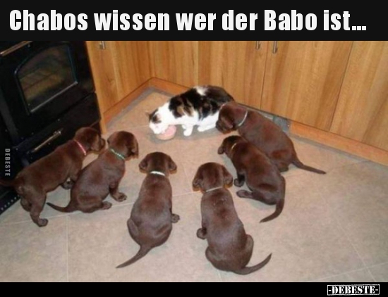 Chabos wissen wer der Babo ist... - Lustige Bilder | DEBESTE.de