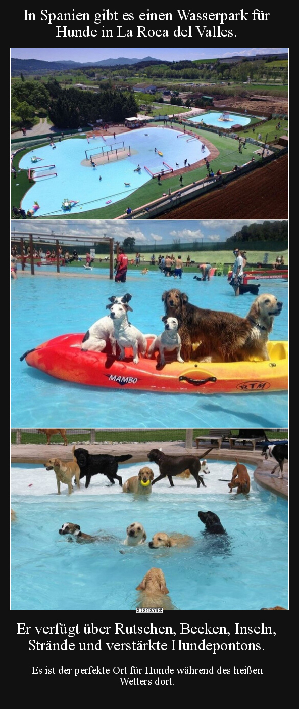 In Spanien gibt es einen Wasserpark für Hunde in La Roca.. - Lustige Bilder | DEBESTE.de