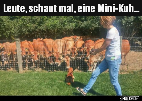Leute, schaut mal, eine Mini-Kuh...