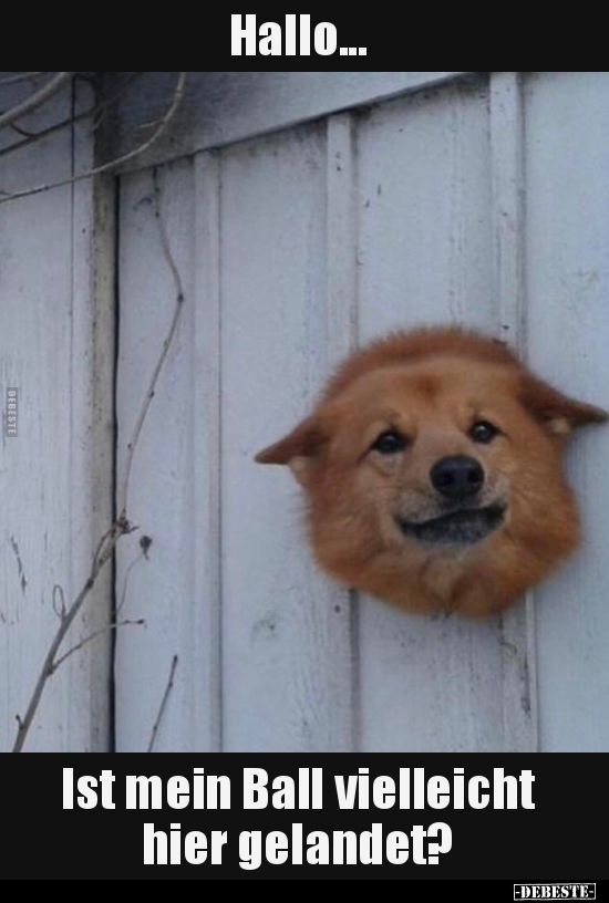 Hallo... Ist mein Ball vielleicht hier gelandet?..