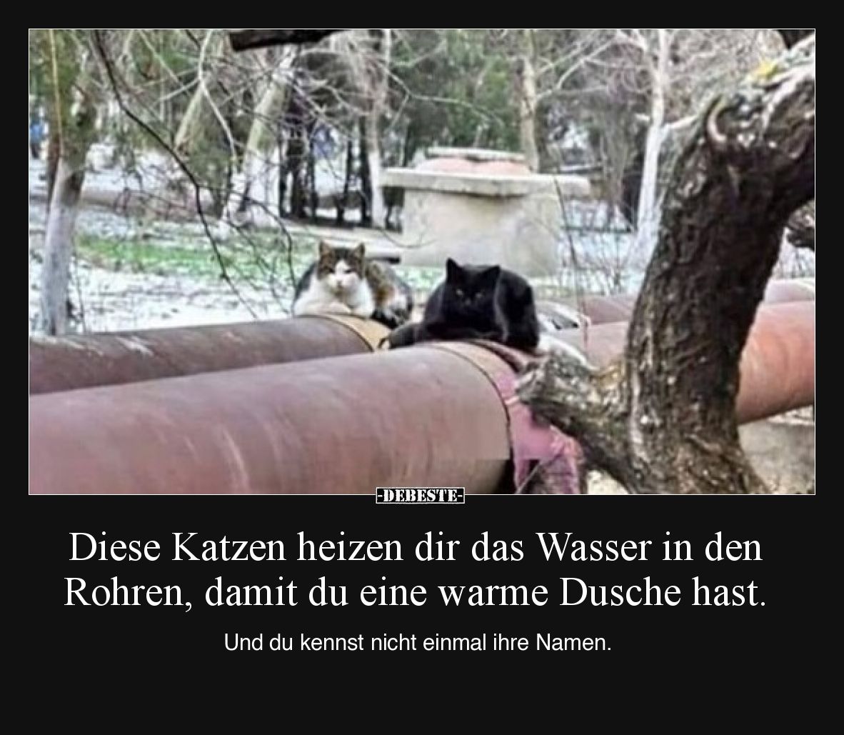 Diese Katzen heizen dir das Wasser in den Rohren, damit du eine warme Dusche hast.

Und du kennst nicht einmal ihre Namen.