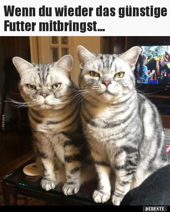 Wenn du wieder das günstige Futter mitbringst... - Lustige Bilder | DEBESTE.de