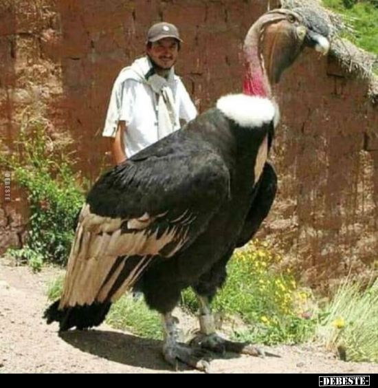  - Lustige Bilder | DEBESTE.de