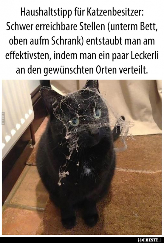 Lustige Bilder zum Thema: Haus, Haushalt, Katzen, Katze