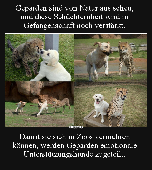 Geparden sind von Natur aus scheu, und diese Schüchternheit.. - Lustige Bilder | DEBESTE.de
