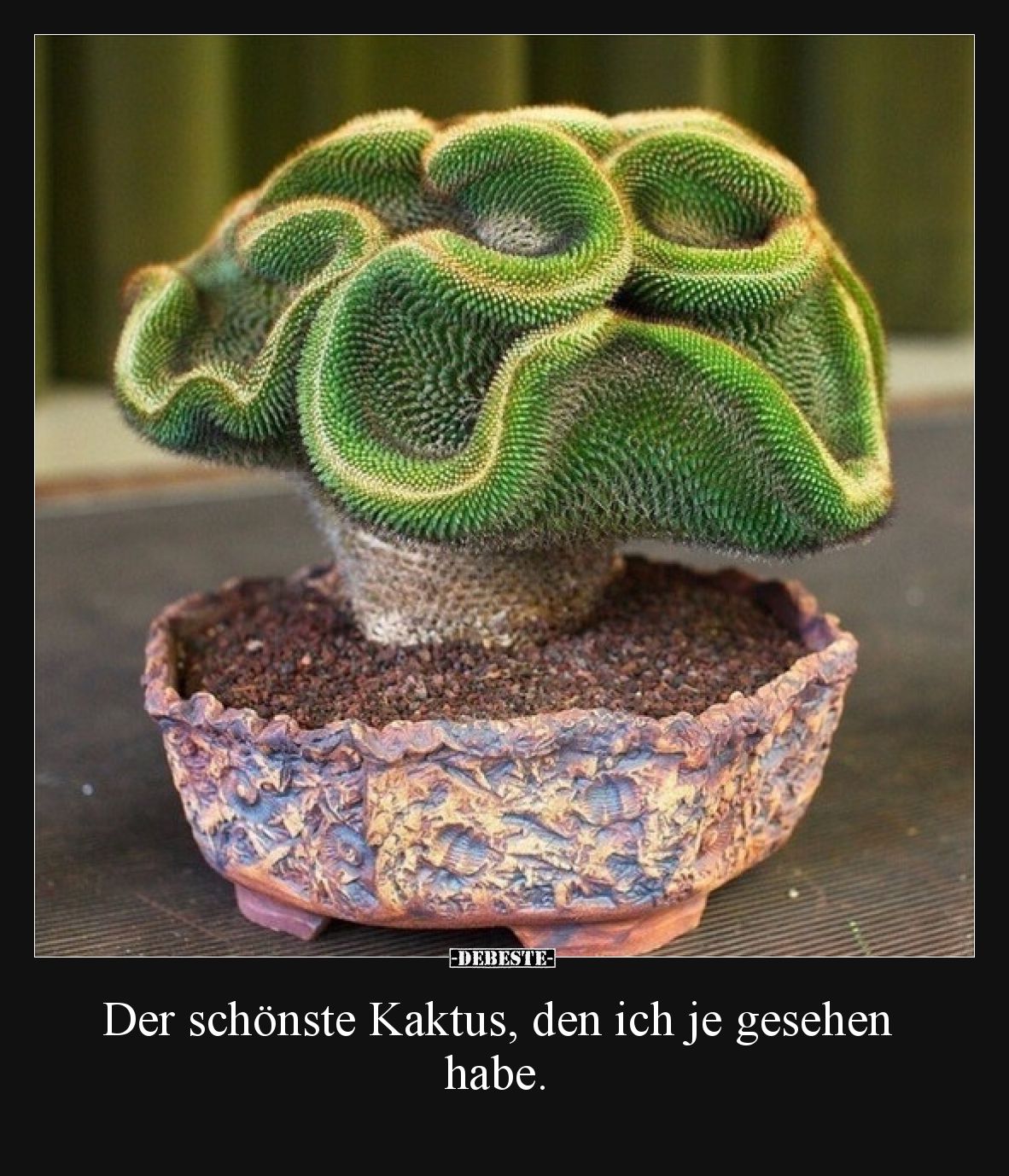 Der schönste Kaktus, den ich je gesehen habe.