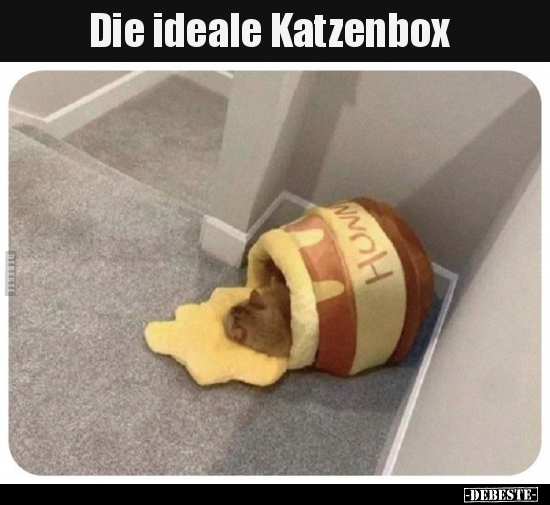 Die ideale Katzenbox.. - Lustige Bilder | DEBESTE.de