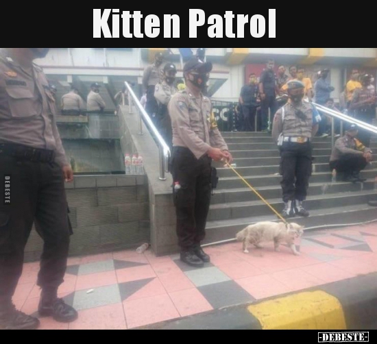 Kitten Patrol..