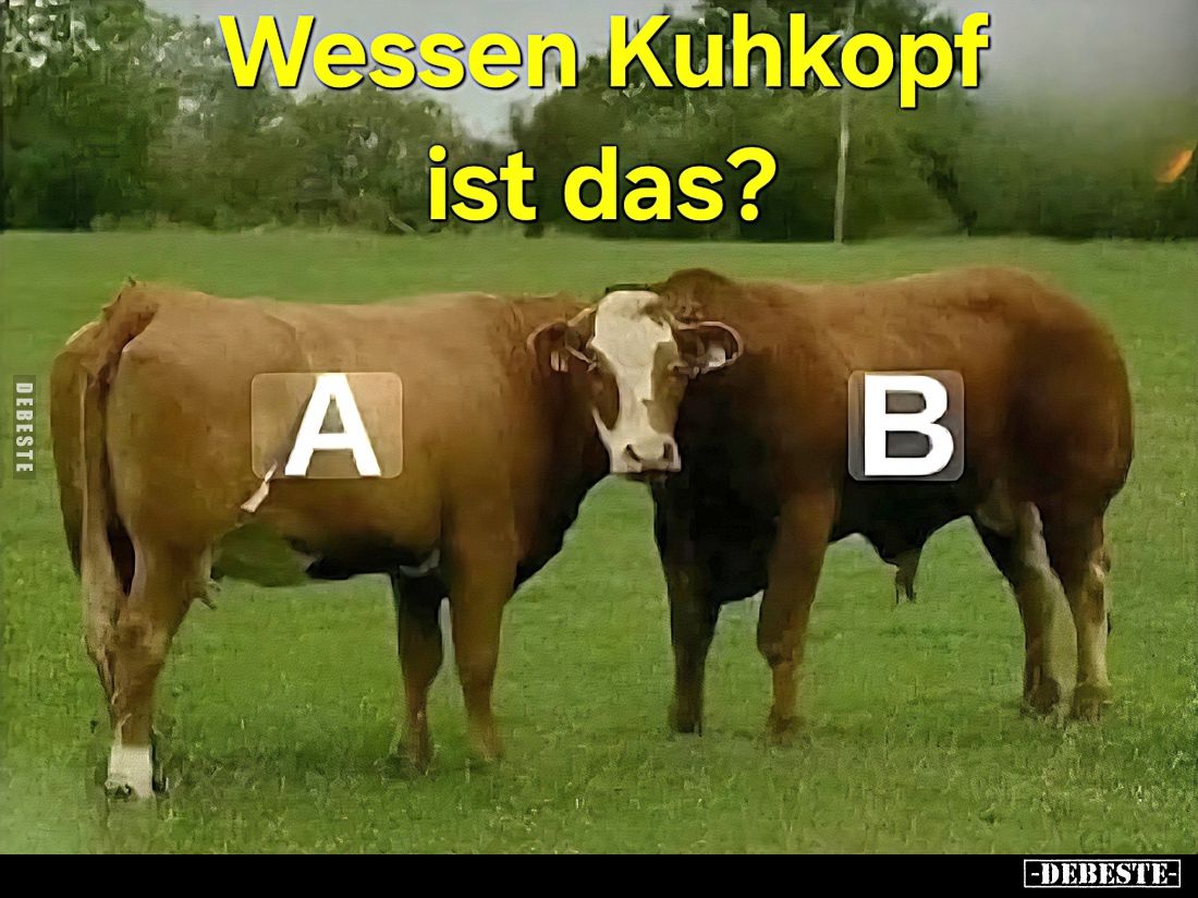 Wessen Kuhkopf ist das?