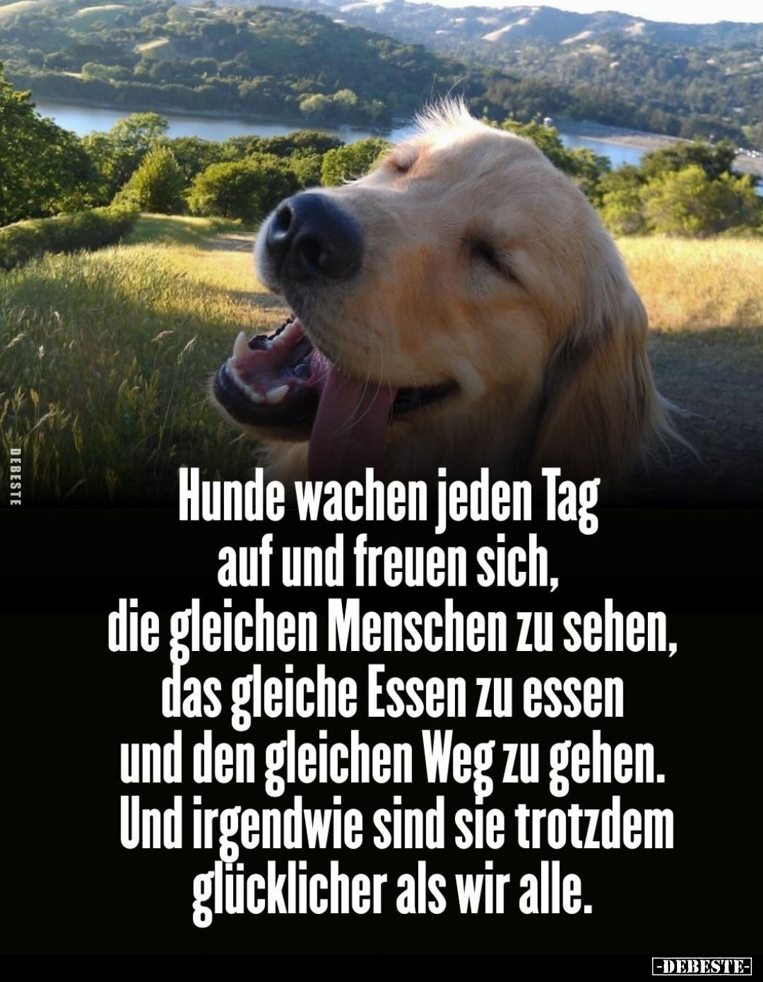 Hunde wachen jeden Tag auf und freuen sich, die gleichen Menschen zu sehen, das gleiche Essen zu essen und den gleichen Weg z...