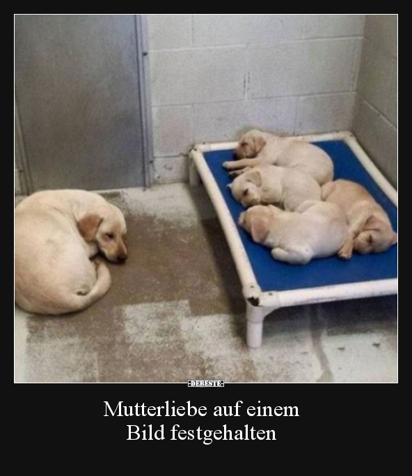 Mutterliebe auf einem Bild festgehalten.. - Lustige Bilder | DEBESTE.de