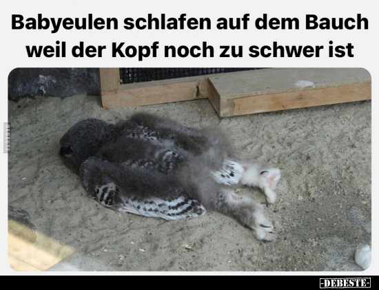 Babyeulen schlafen auf dem Bauch weil der Kopf noch zu.. - Lustige Bilder | DEBESTE.de