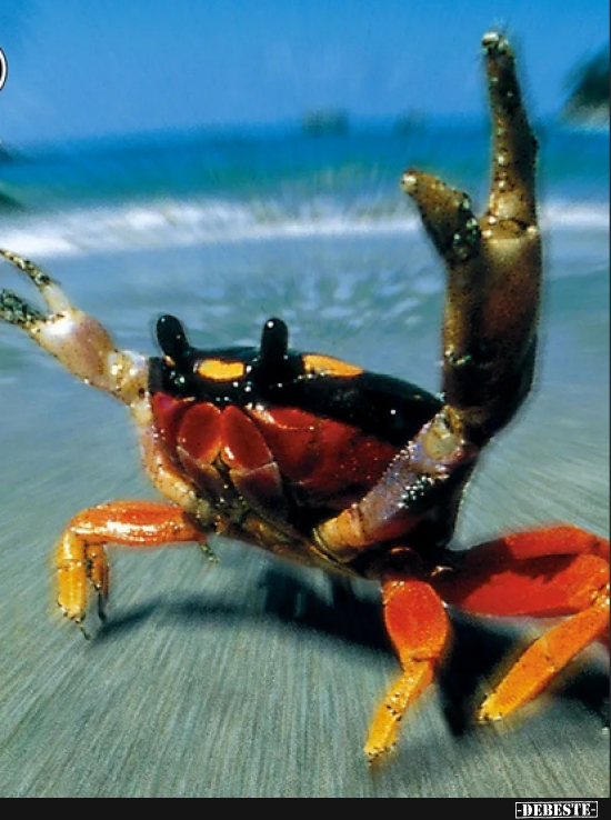 Deutsche Krabbe - Lustige Bilder | DEBESTE.de
