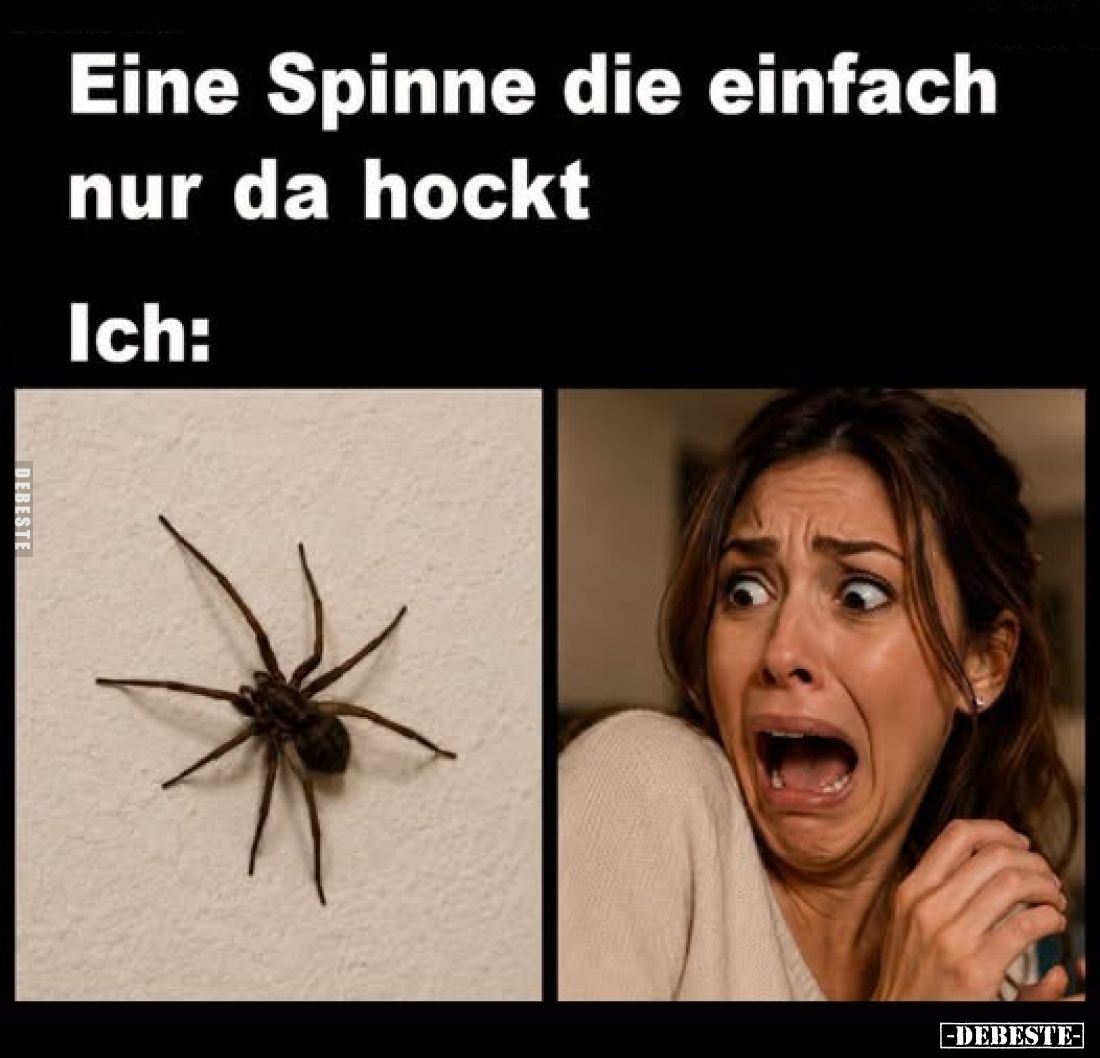 Eine Spinne die einfach nur da hockt
-
Ich: