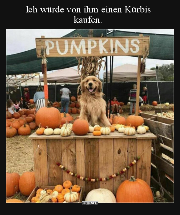 Ich würde von ihm einen Kürbis kaufen...