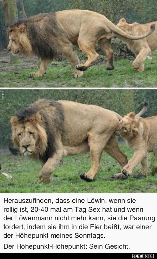 Herauszufinden, dass eine Löwin, wenn sie rollig ist.. - Lustige Bilder | DEBESTE.de