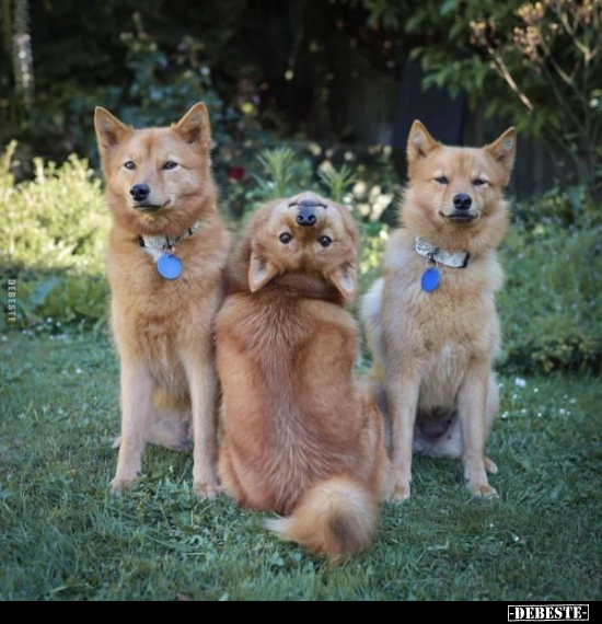  - Lustige Bilder | DEBESTE.de