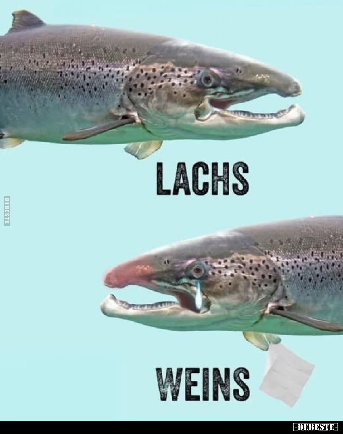 Lachs/
Weins
