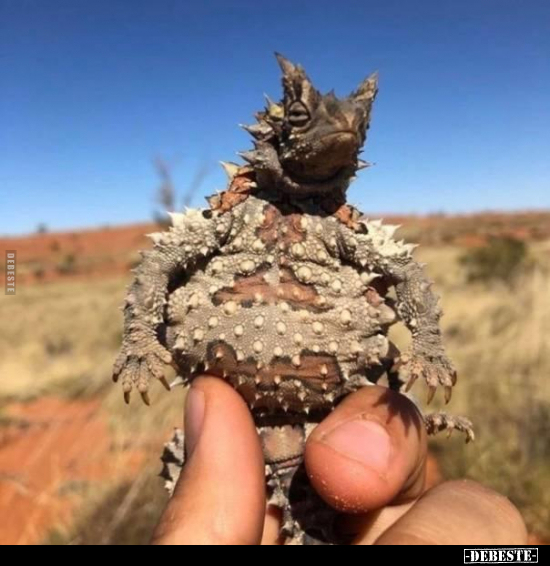  - Lustige Bilder | DEBESTE.de