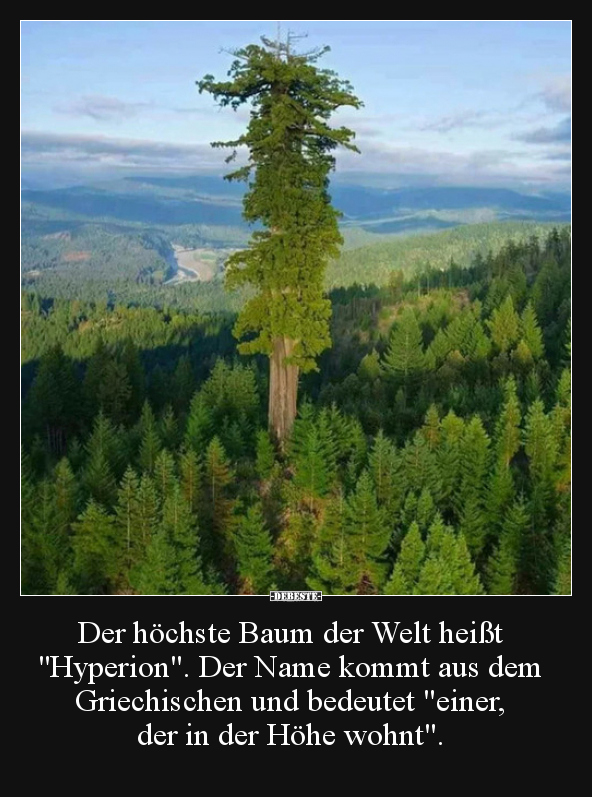 Der höchste Baum der Welt heißt "Hyperion"... - Lustige Bilder | DEBESTE.de