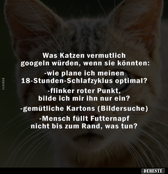 Was Katzen vermutlich googeln würden.. - Lustige Bilder | DEBESTE.de