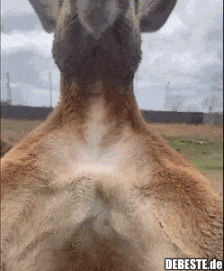  - Lustige Bilder | DEBESTE.de