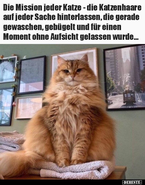 Die Mission jeder Katze - die Katzenhaare auf jeder Sache.. - Lustige Bilder | DEBESTE.de