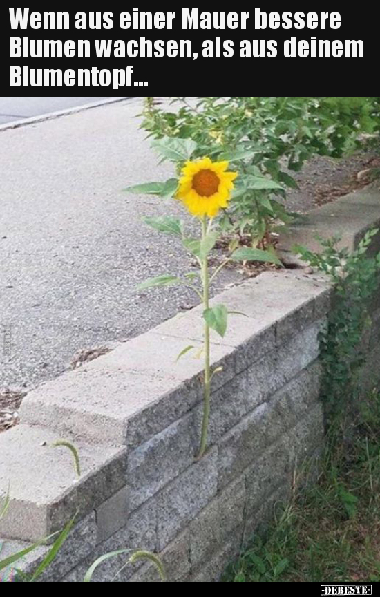 Wenn aus einer Mauer bessere Blumen wachsen, als aus deinem.. - Lustige Bilder | DEBESTE.de