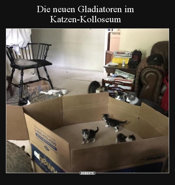 Die neuen Gladiatoren im Katzen-Kolloseum.. - Lustige Bilder | DEBESTE.de