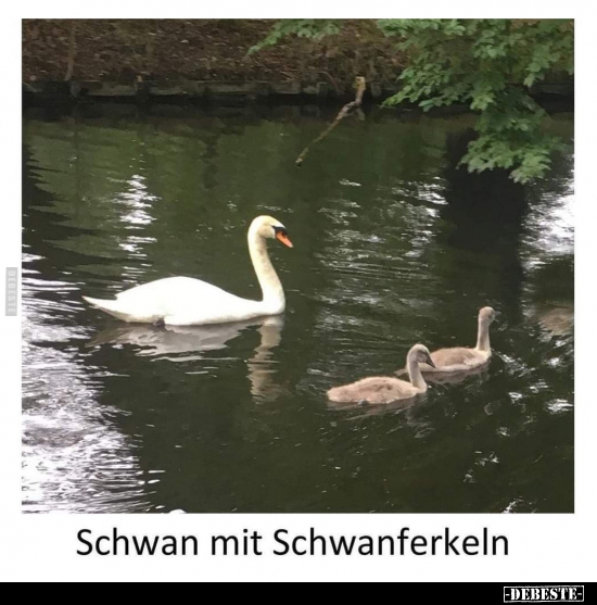Schwan mit Schwanferkeln.. - Lustige Bilder | DEBESTE.de