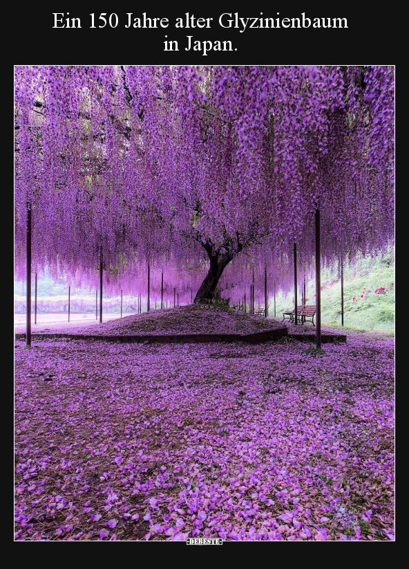 Ein 150 Jahre alter Glyzinienbaum in Japan... - Lustige Bilder | DEBESTE.de