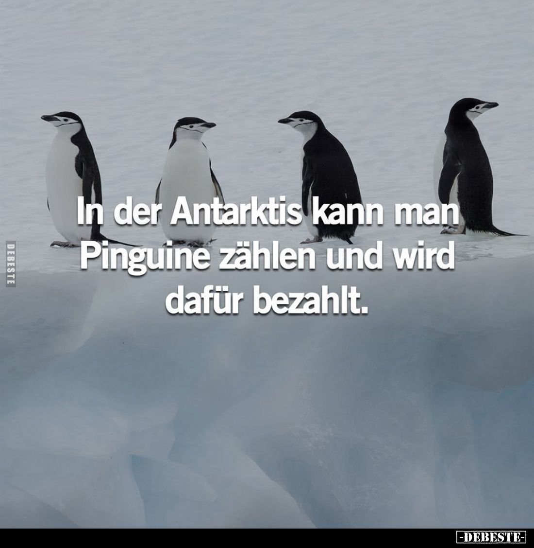 In der Antarktis kann man Pinguine zählen und wird dafür bezahlt.