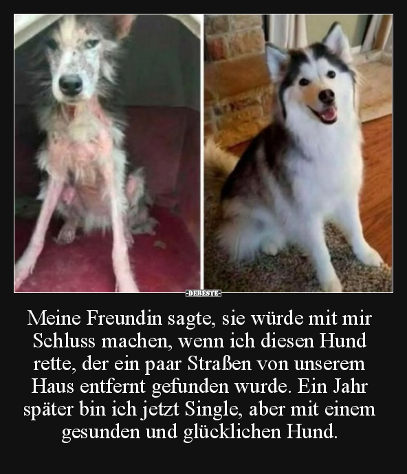 Meine Freundin sagte, sie würde mit mir Schluss machen, wenn ich diesen Hund rette, der ein paar Straßen von unserem Haus ent...