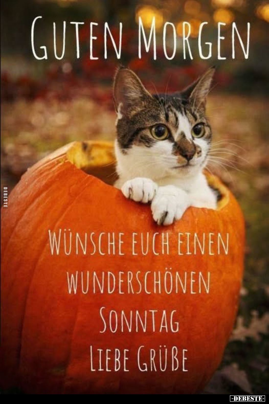 Guten morgen. Wünsche euch einen wunderschönen Sonntag. Liebe Grüße