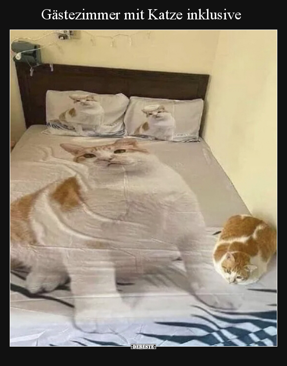 Gästezimmer mit Katze inklusive.. - Lustige Bilder | DEBESTE.de