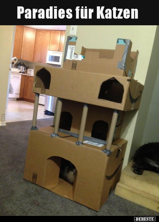 Paradies für Katzen..