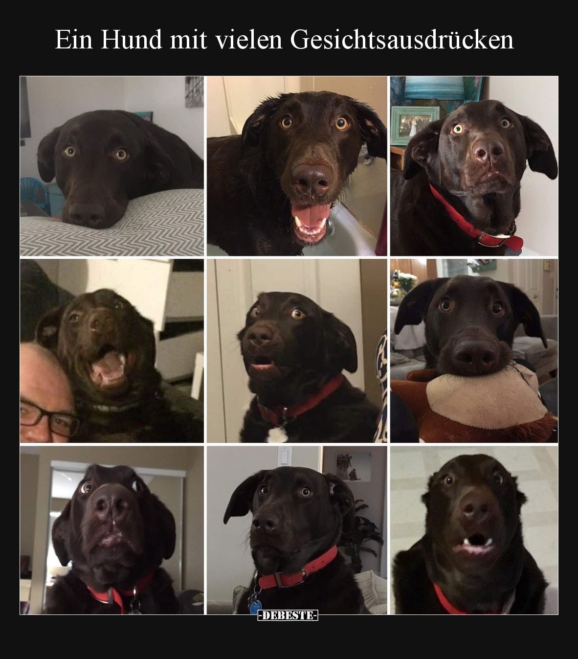 Ein Hund mit vielen Gesichtsausdrücken