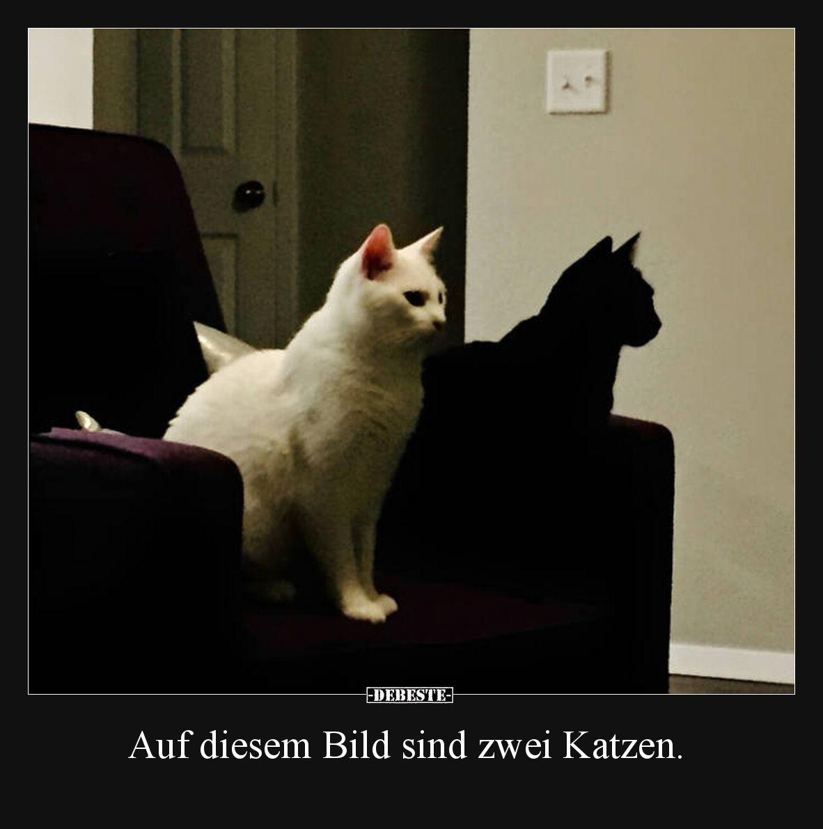 Auf diesem Bild sind zwei Katzen.