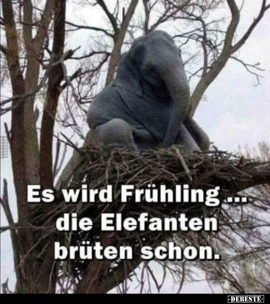 Frühling, Elefanten