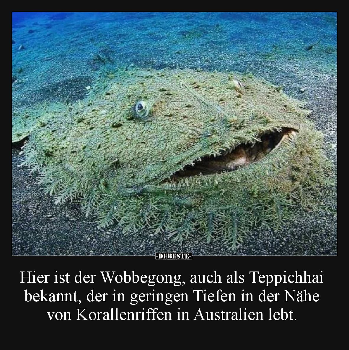 Hier ist der Wobbegong, auch als Teppichhai bekannt, der in geringen Tiefen in der Nähe von Korallenriffen in Australien lebt...