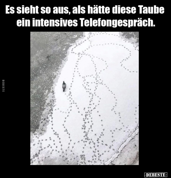 Es sieht so aus, als hätte diese Taube ein intensives..